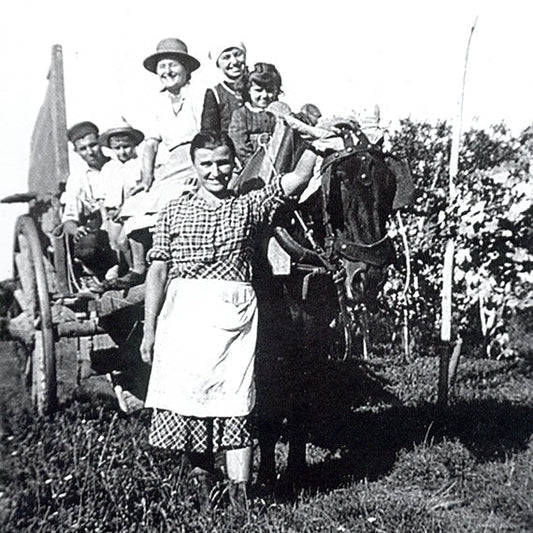 Cantina Vini Cavallotto
